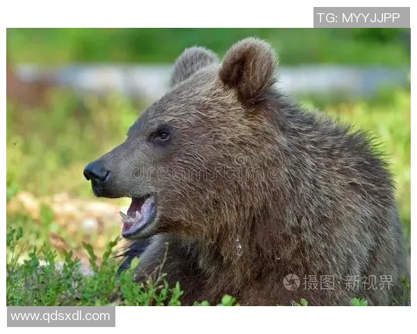 灰熊栖息地的生态保护与人类活动的平衡探索
